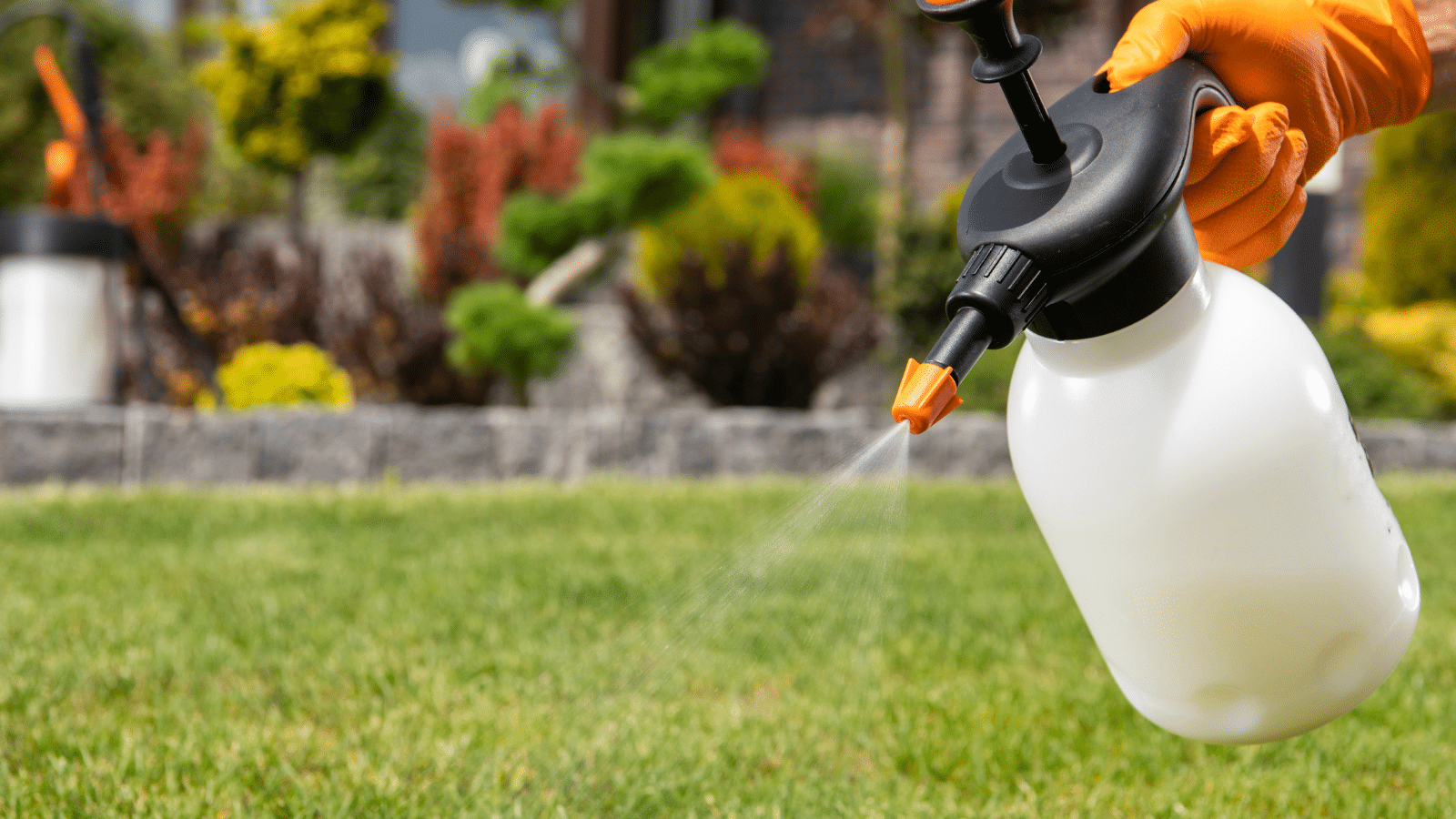 A person wearing an orange glove sprays liquid from a white handheld garden sprayer onto green grass in a well-maintained yard with shrubs and plants in the background.