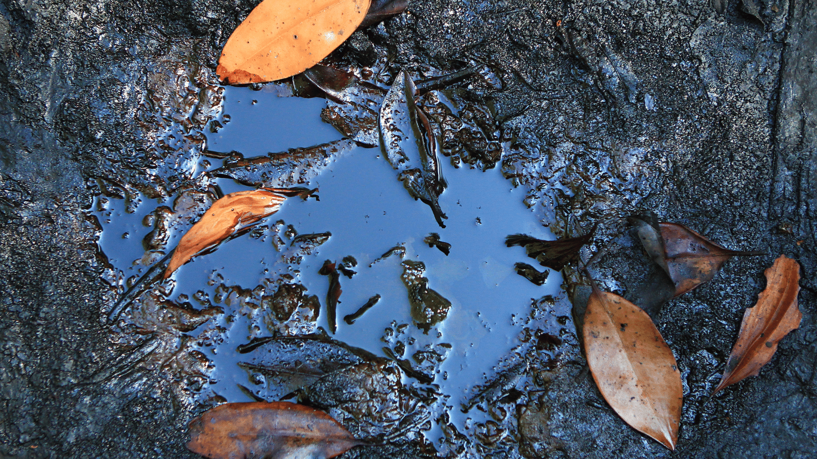 A small puddle of water on dark, muddy ground surrounded by several brown and orange fallen leaves and scattered twigs.