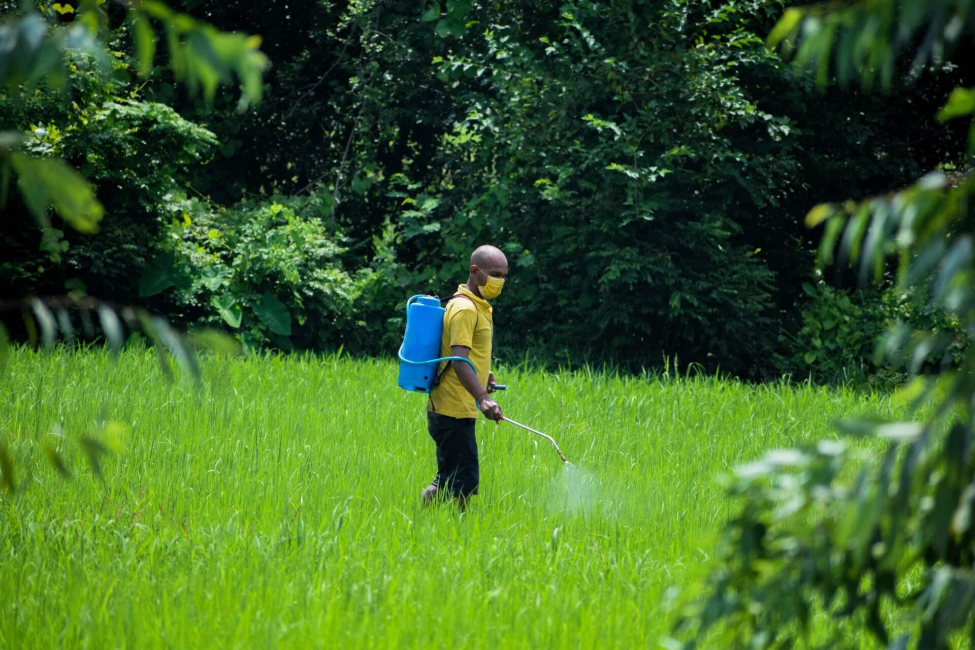 A person wearing a yellow shirt, dark pants, and a face mask sprays crops with a blue backpack sprayer in a lush green field surrounded by dense trees.