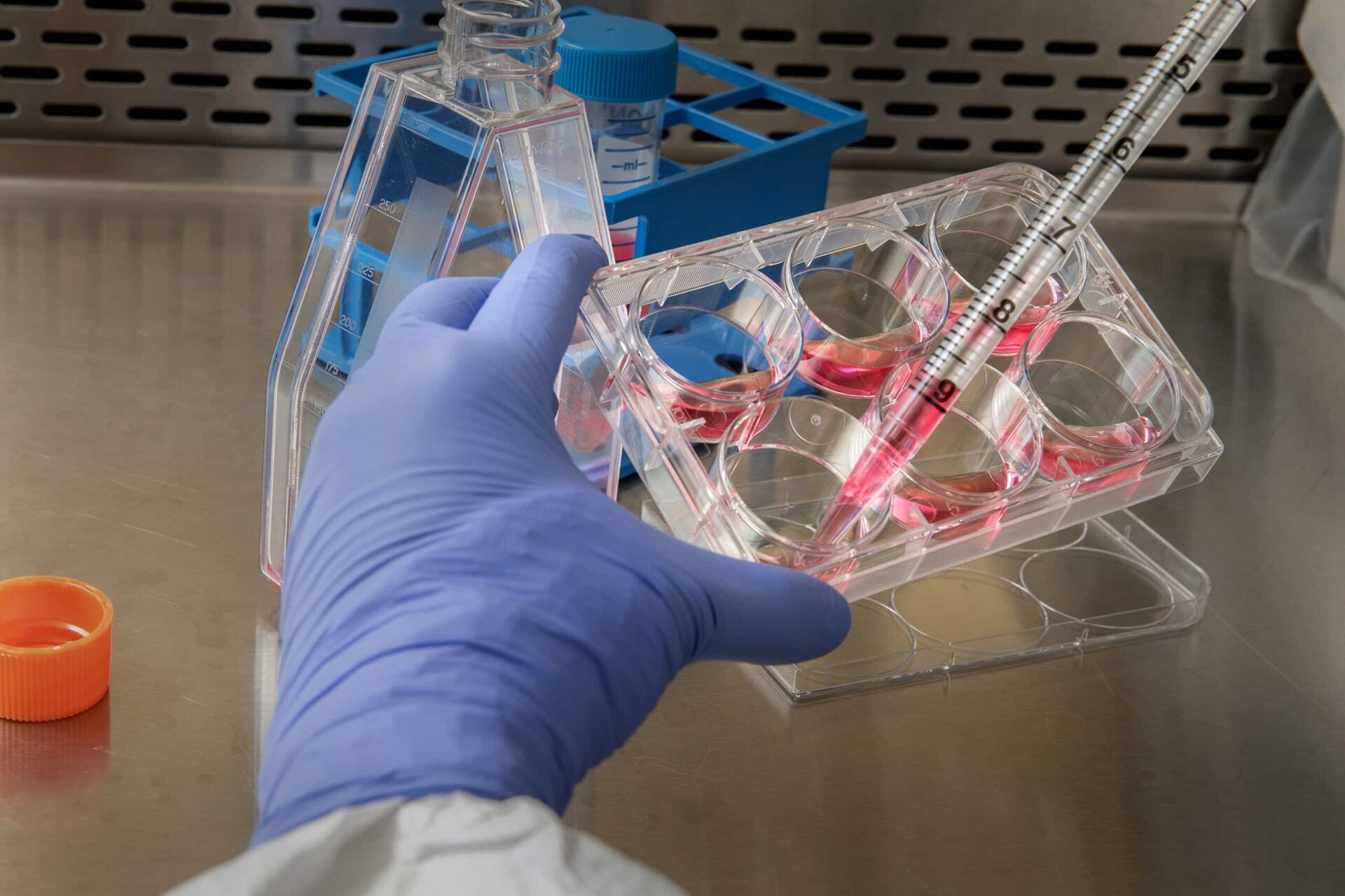 A gloved hand holds a cell culture plate while dispensing pink liquid with a pipette in a laboratory setting. Lab containers and vials are visible on the stainless steel workspace.