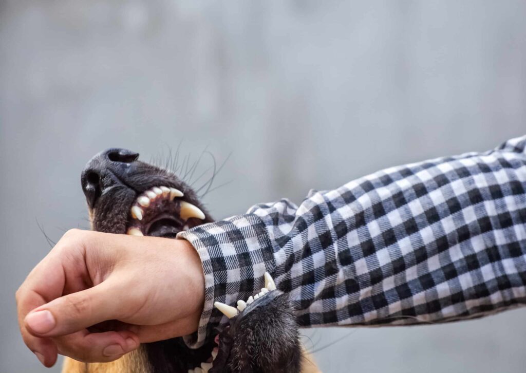 A male German shepherd bites a man by the hand.
