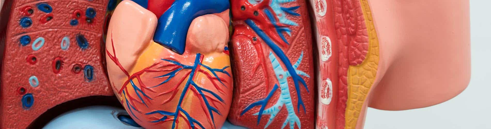 Close-up of an anatomical model showing the human heart, lungs, and surrounding blood vessels and tissues, with detailed coloring to illustrate veins and arteries.